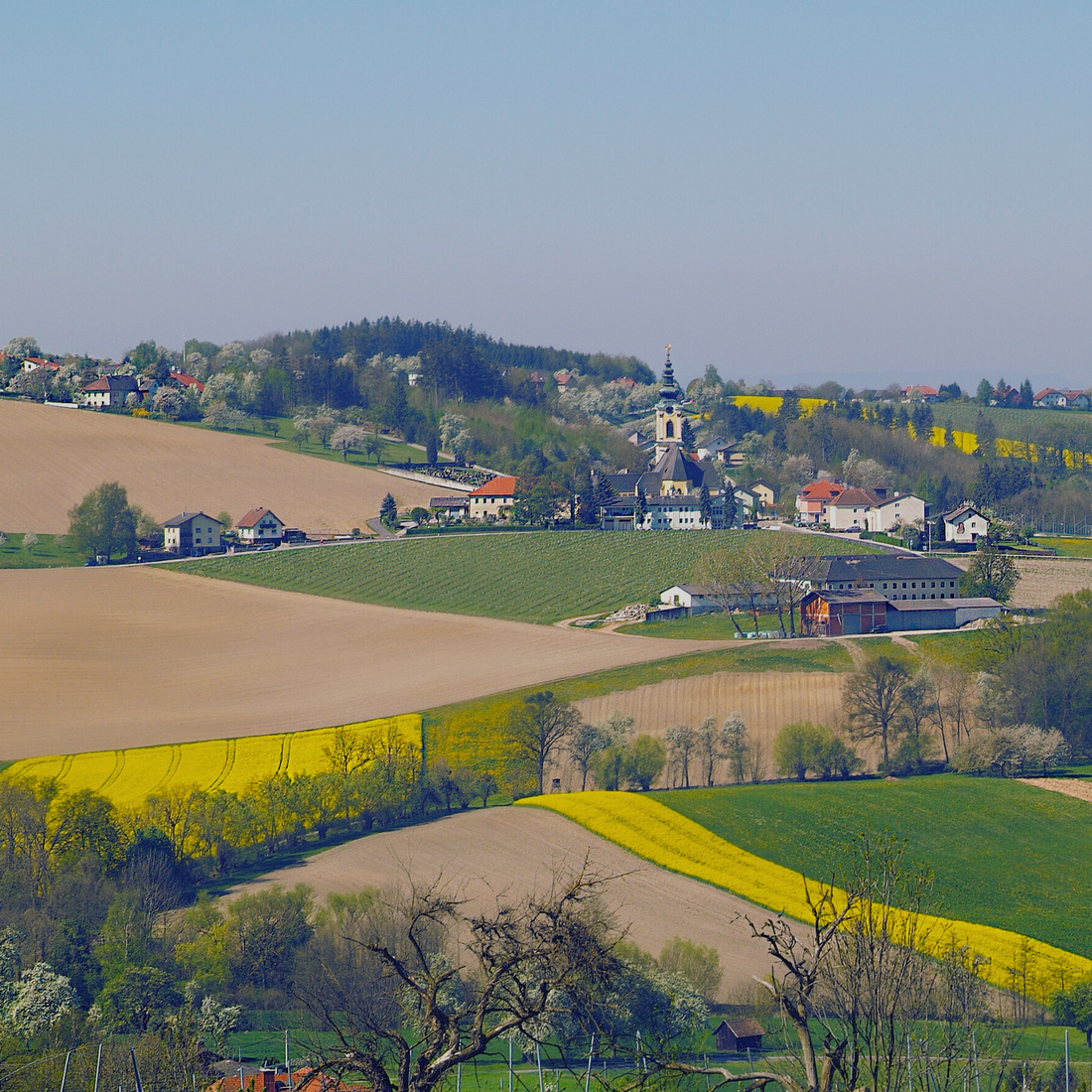 Warum regionale Rapswachskerzen aus Oberösterreich die bessere Wahl sind